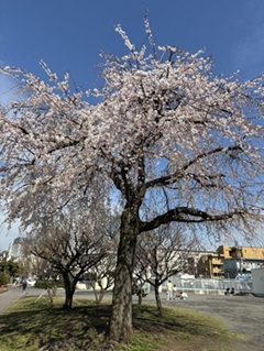 岡野公園の枝垂れ桜が満開です